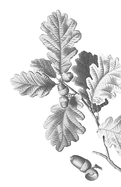 Screenshot 2026 02 25 at 1 15 24 PM